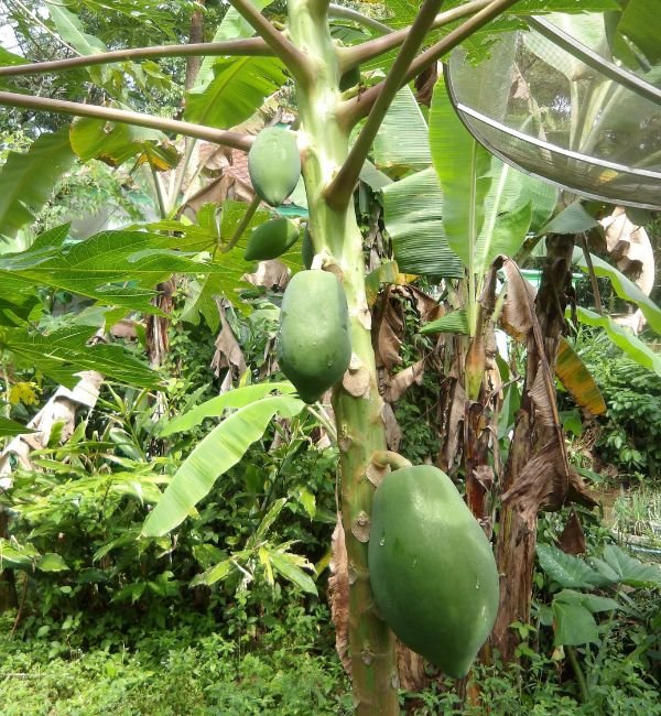 Rambutan