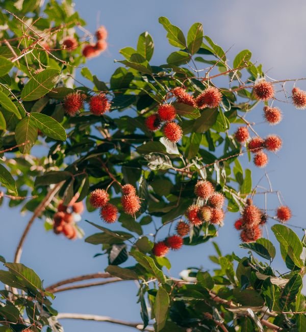 Rambutan