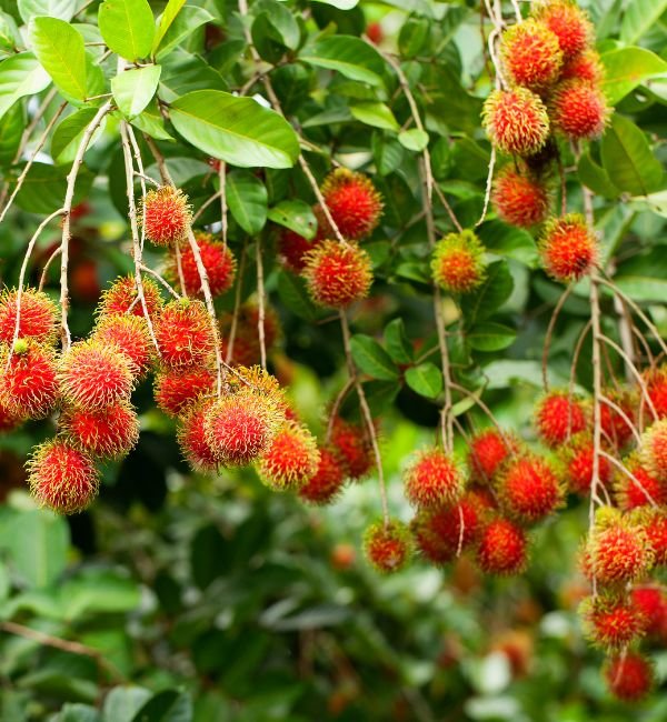 Rambutan